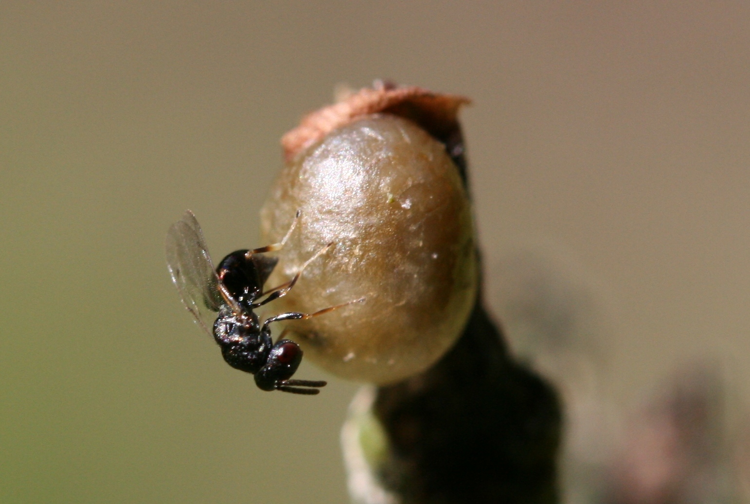 A female parasitic wasp (Entedon cionobius) squeezes some of her eggs into a Cionus sp. pupa