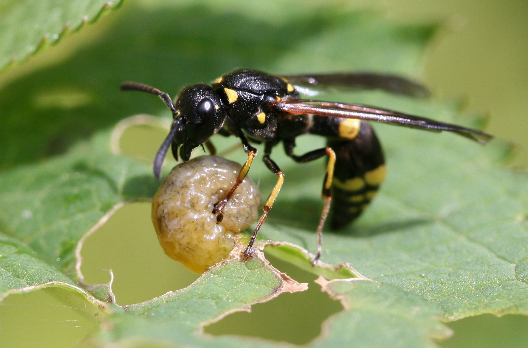 Here, a female Symmorphus gracilis administers a punishing to a Cionus sp. larva. There can only be one conclusion