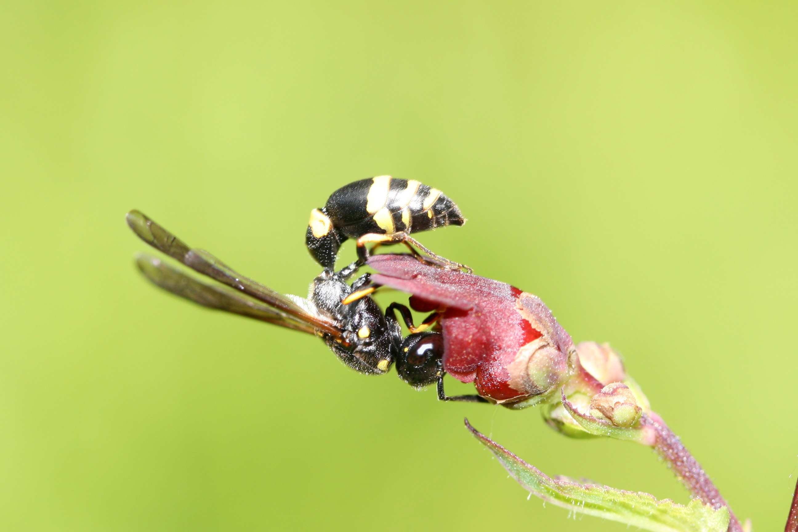 Symmorphus gracilis wasp sipping nectar from a figwort flower