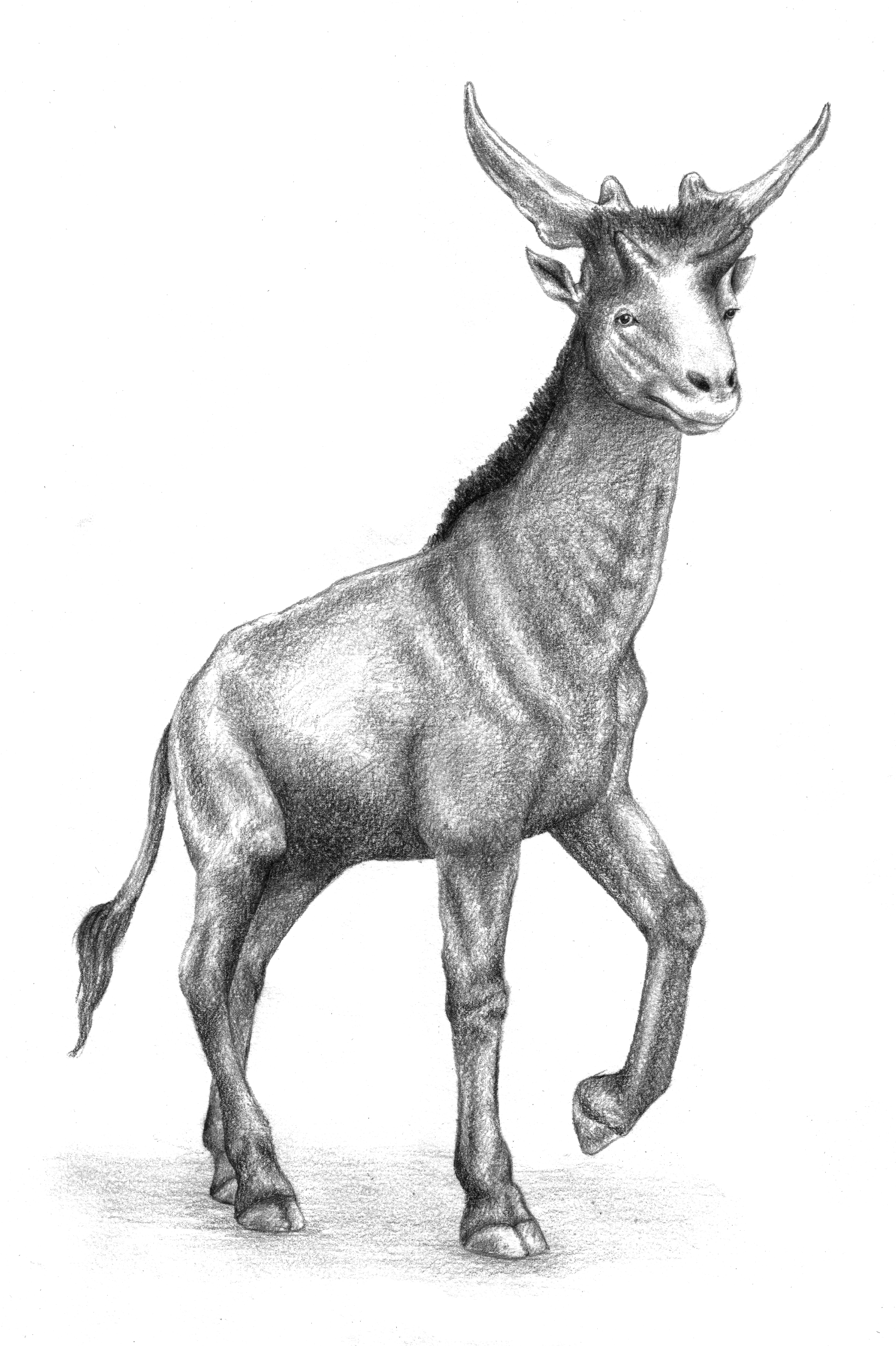 Illustration from the book, showing how the whole sivathere may have looked