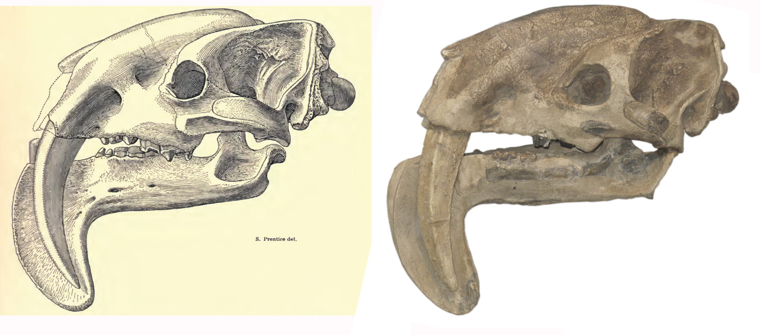 On the left is the illustration of the pouch-knife skull following the original discovery and on the right is the cast of the fossil skull on which the illustration is based (Field Museum)
