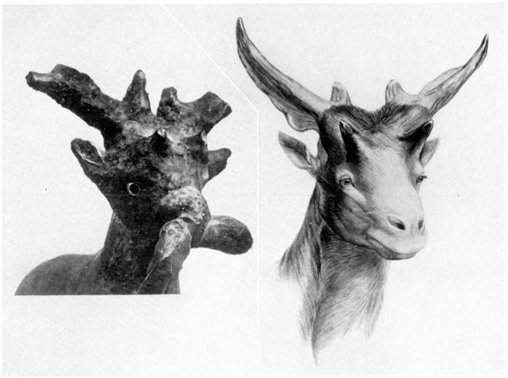 Close up of the rein-ring animal's head (left) and reconstruction of a sivathere based on fossils. Look at the shape of the horns and the two small horns above the animal's eyes. You can also see the heavy rope attached to the sculpture's snout.