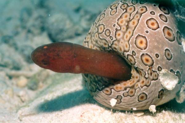 Here's a pearlfish poking out from the rear end of a sea cucumber