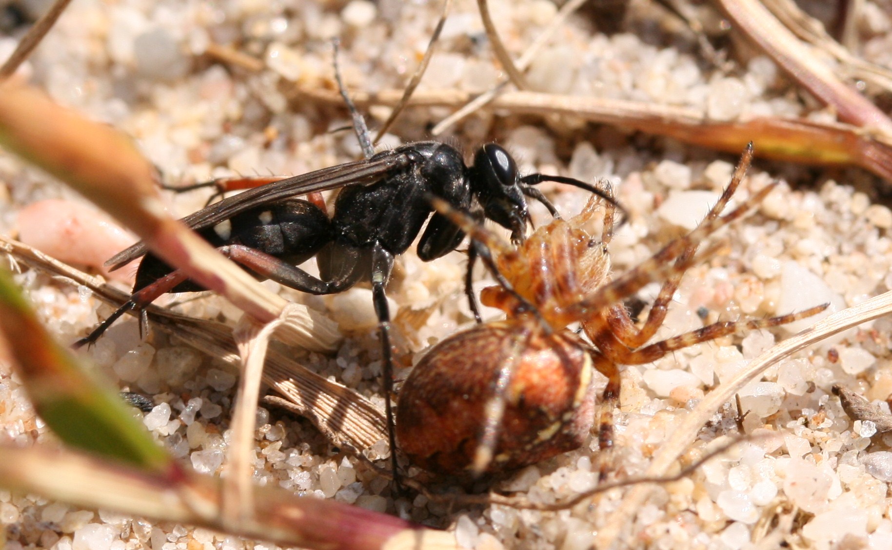 Pompilid (Episyron sp.) dragging its prey (Araneus diadematus) to meet its doom