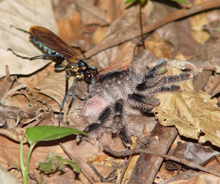 Could someone lend me a hand with this. A tarantula hawk (Pepsis frivaldskyi) drags a tarantula (Avicularia sp.) to meet its grisly end (Felipe Rego)