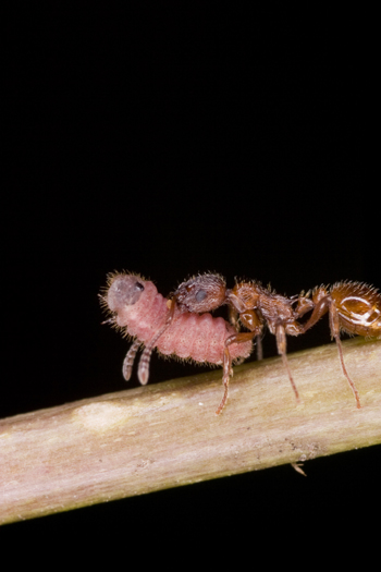Maculinea alcon larva and ant