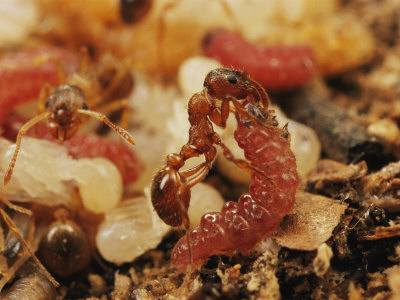Maculinea alcon larva and ant
