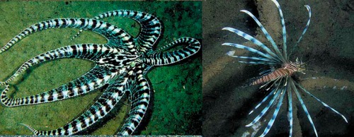 http://scrubmuncher.files.wordpress.com/2009/11/mimic-octopus-lionfish.jpg?w=500