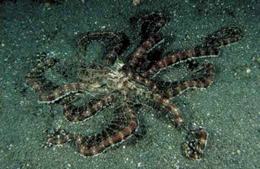 Mimic octopus (Thaumoctopus mimicus) - normal foraging pattern