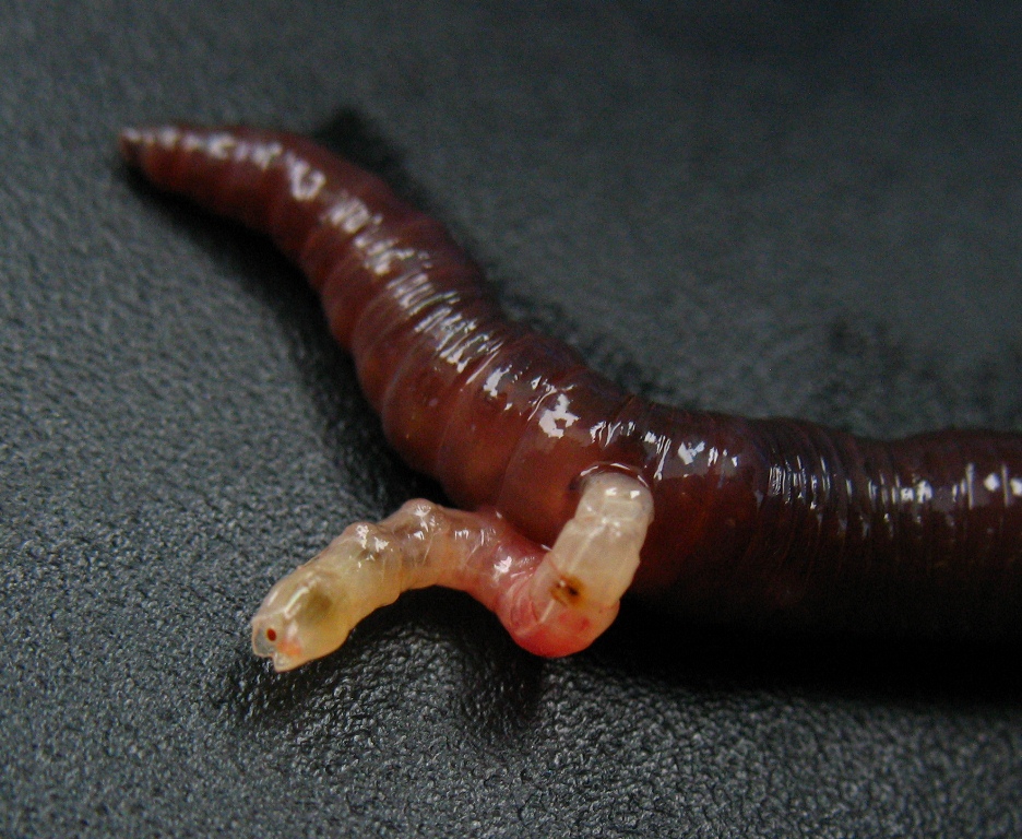 A grisly end for an earthworm - Dr. Ross Piper