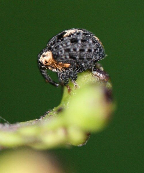 The adult weevils are a bit better looking