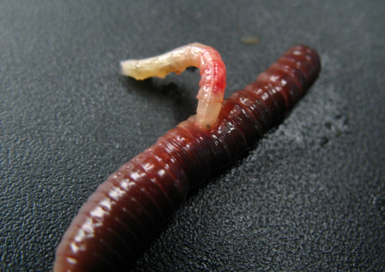 A grisly end for an earthworm…